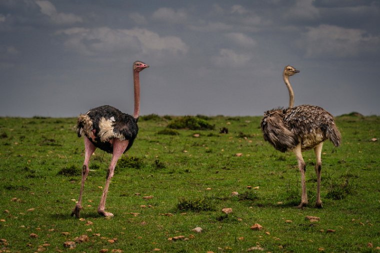 109 Masai Mara, struisvogels.jpg